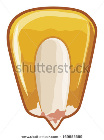 Kernel Of Corn Clipart.