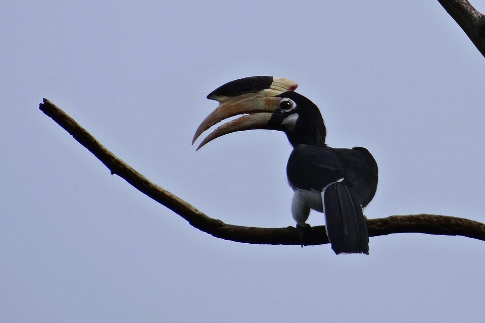 Free photo Anthracoceros Coronatus Malabar Pied Hornbill.