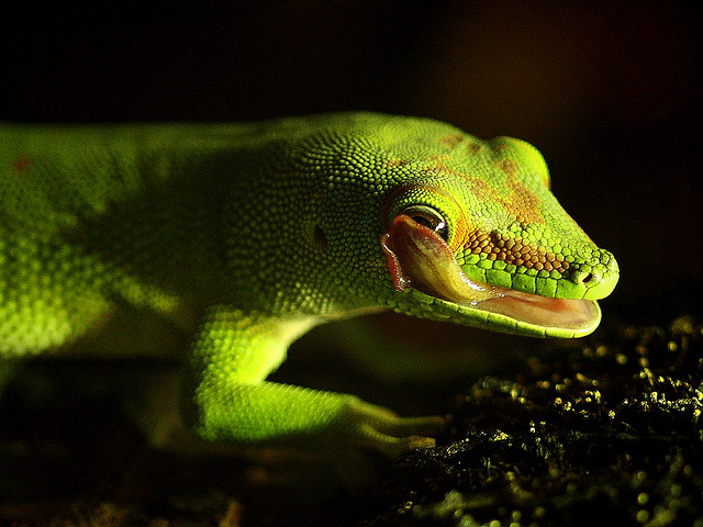 Madagascar Giant Day Gecko / Großer Madagaskar.