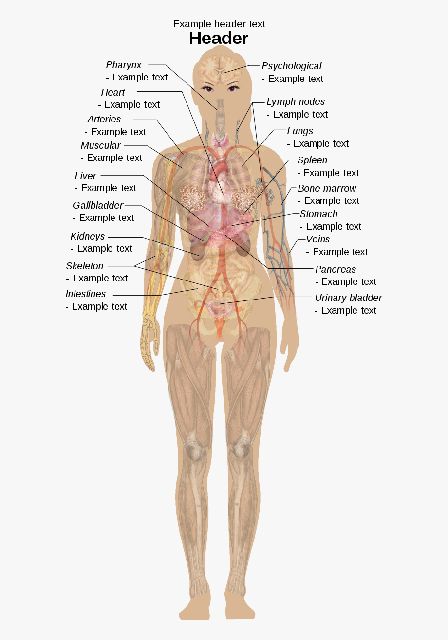 Clipart Muscles Clipart Muscle Diagram.