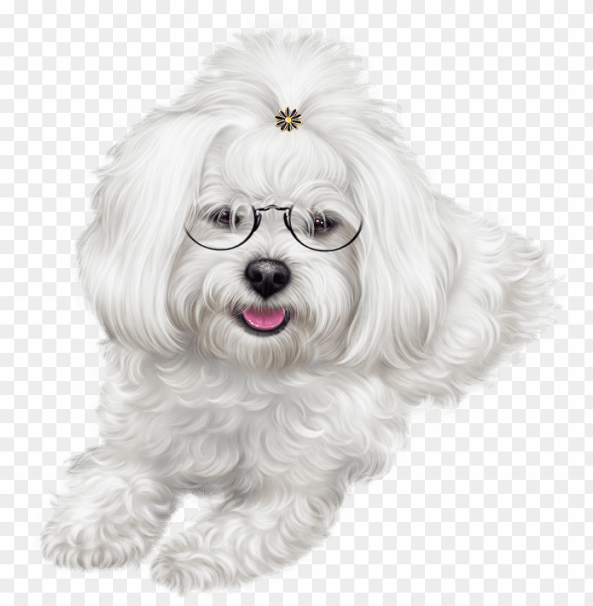 uppy clipart maltipoo.