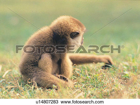 Stock Photo of grass, hair, jungle, mammal, nature, animal.