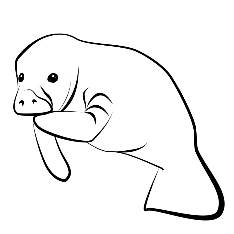 Manatee Clipart.