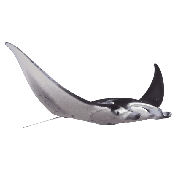 Fin,Animal figure,Marine mammal,Manta ray,Bottlenose dolphin.