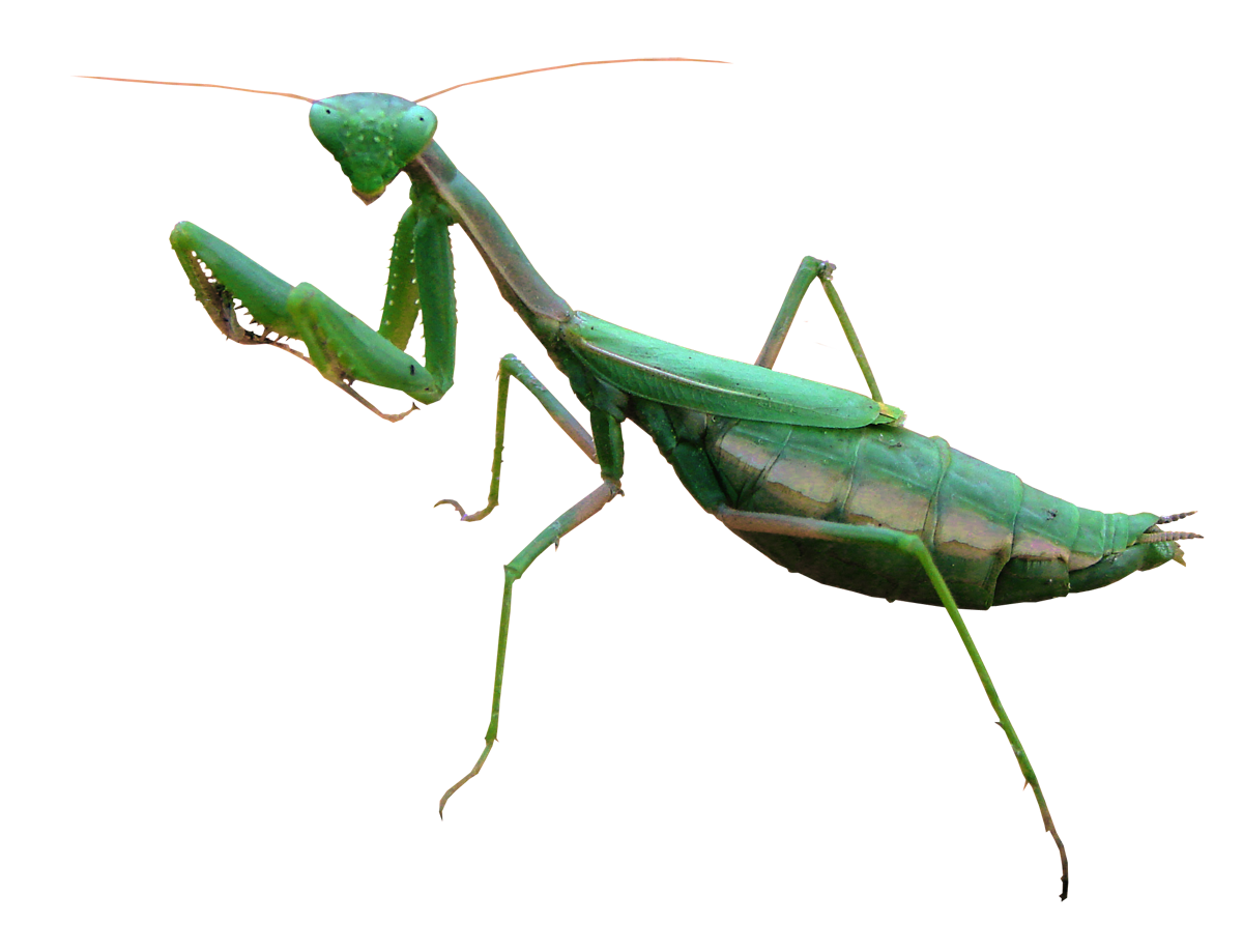 Mantis PNG Free Image.