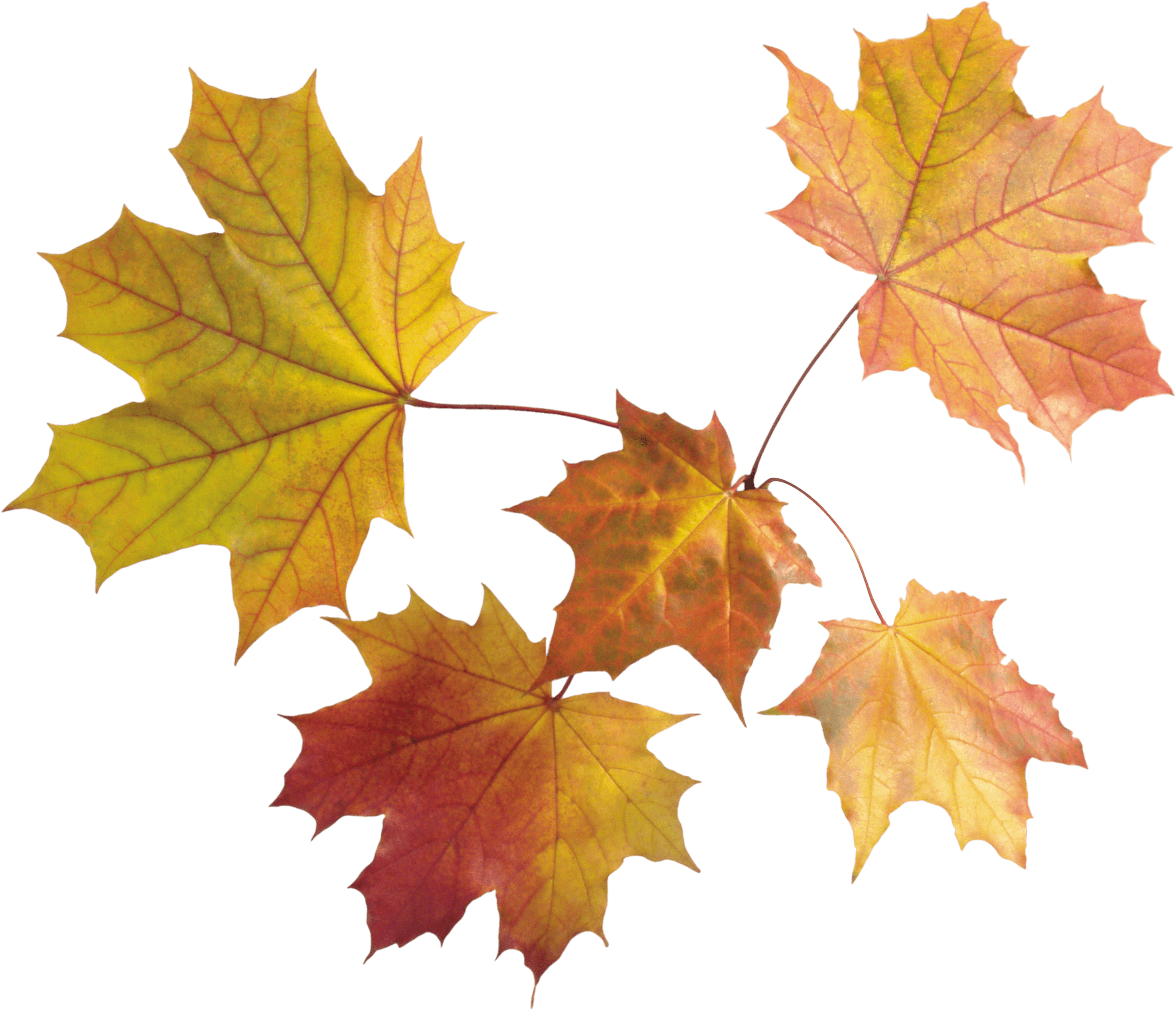 Maple Leaves Group transparent PNG.