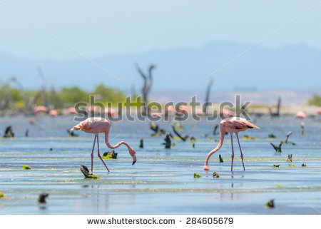 Margarita Island Stock Photos, Royalty.