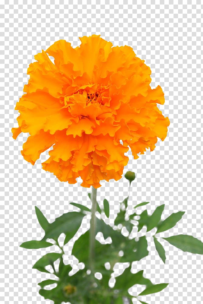 Mexican marigold Flower.