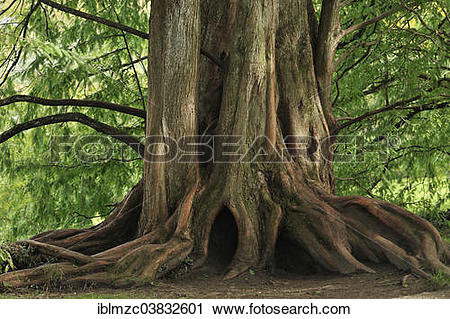 Stock Photography of "Lower trunk of a Dawn Redwood (Metasequoia.