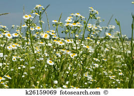 Fleabane Stock Photo Images. 162 fleabane royalty free images and.