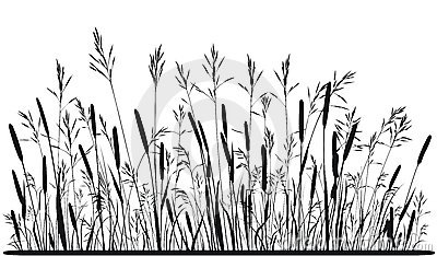 Silhouette Of Meadow Grass Stock Image.