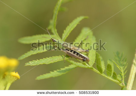 Meadow Grasshopper Stock Photos, Royalty.