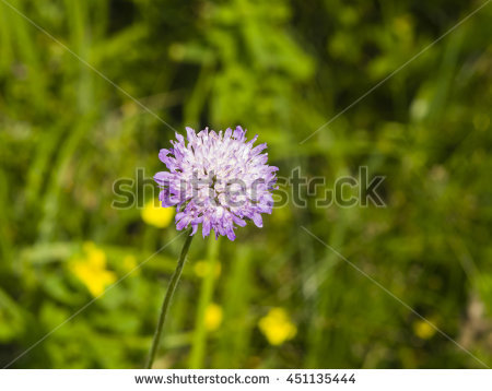 Knautia Stock Photos, Royalty.