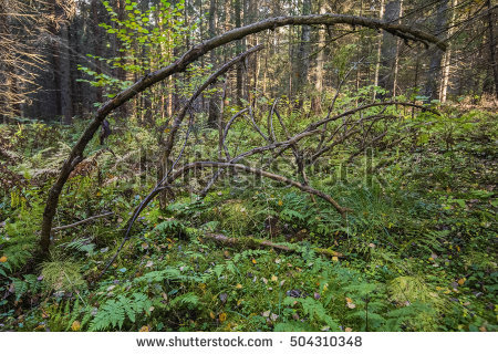 Median Strip Stock Photos, Royalty.