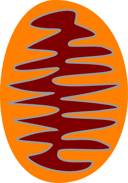 Mitochondria Clipart.