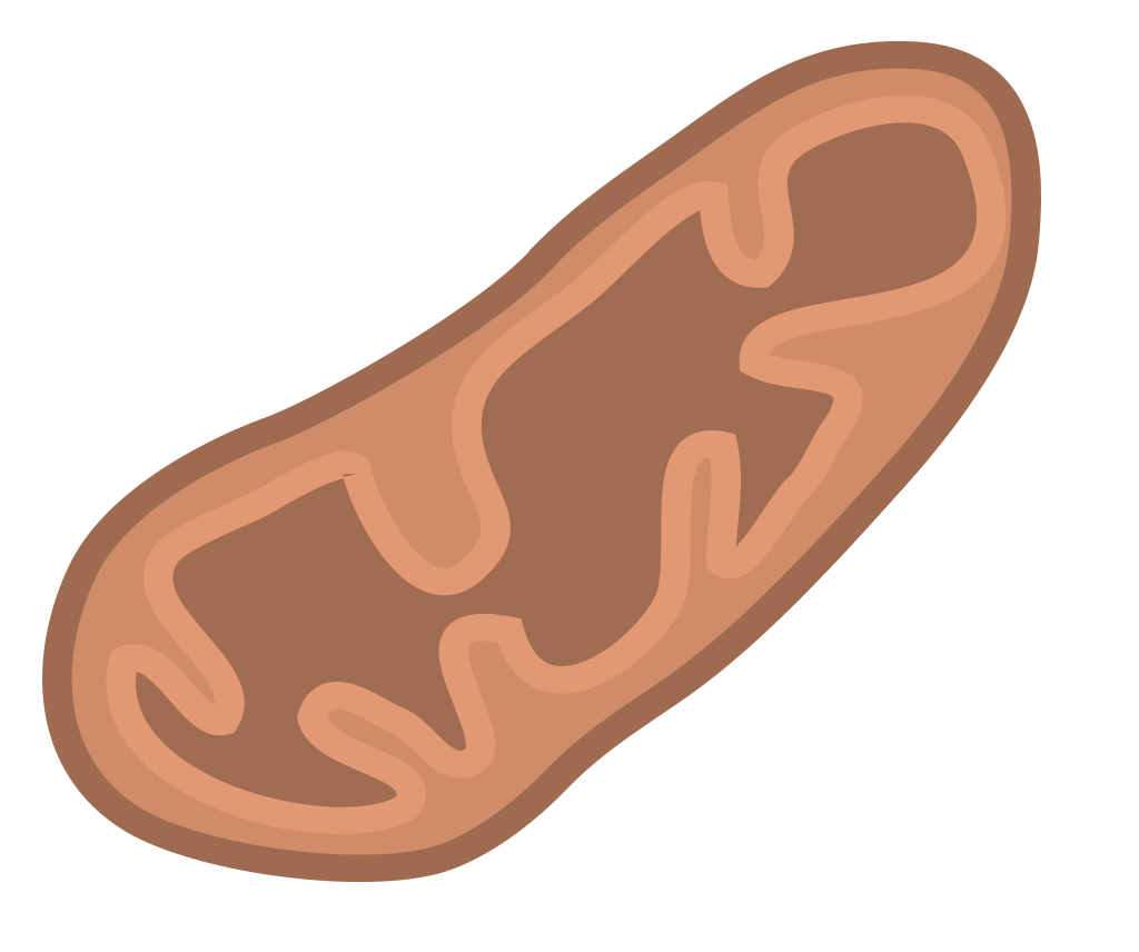 Mitochondria Png (111+ images in Collection) Page 2.