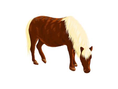 238 Miniature Horse Stock Illustrations, Cliparts And.