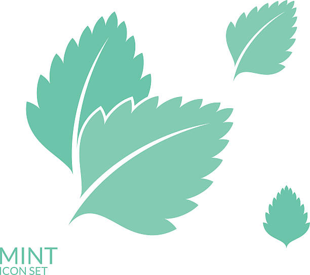 Best Mint Leaves Illustrations, Royalty.