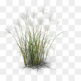 Miscanthus PNG and Miscanthus Transparent Clipart Free Download..