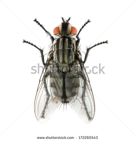 Mouche Stock Photos, Royalty.