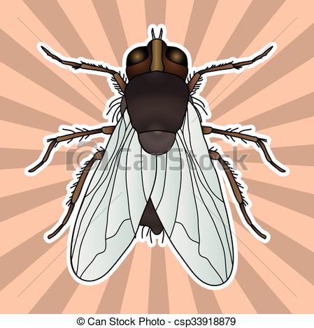 Vectors Illustration of Insect anatomy. Sticker fly. Musca.