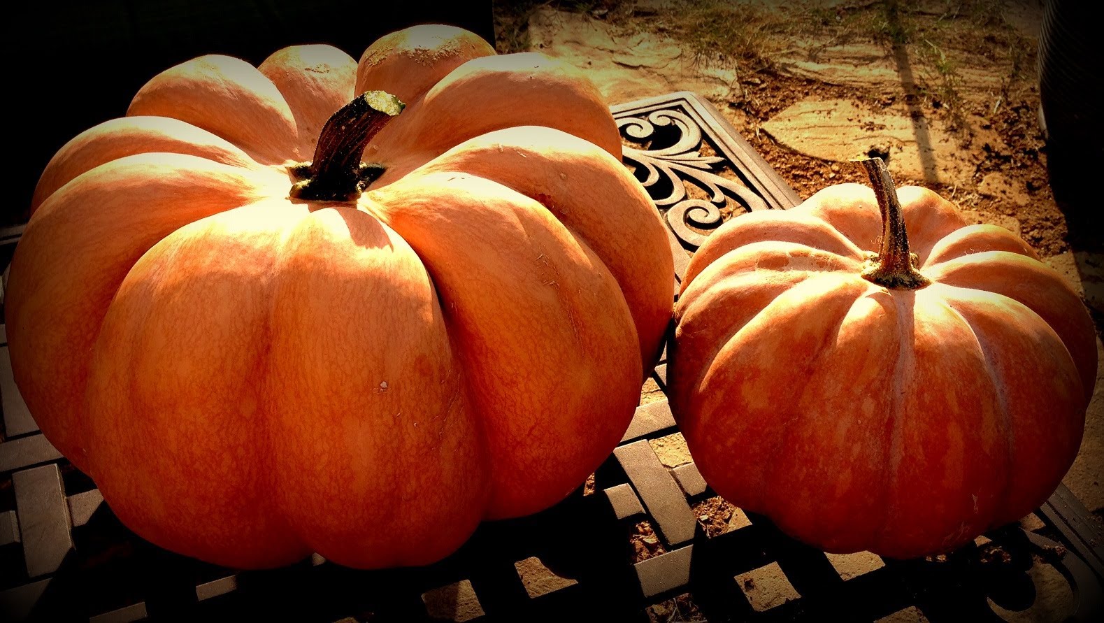 Harvesting Musquée de Provence Pumpkins.