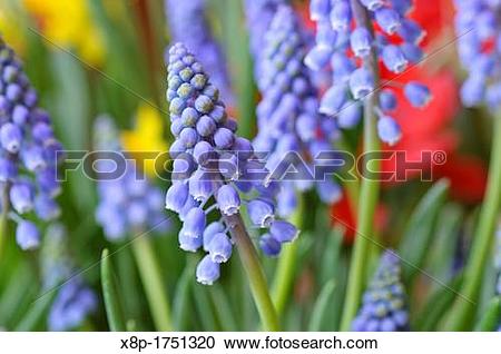 Stock Photography of Armenian grape hyacinth Muscari armeniacum.