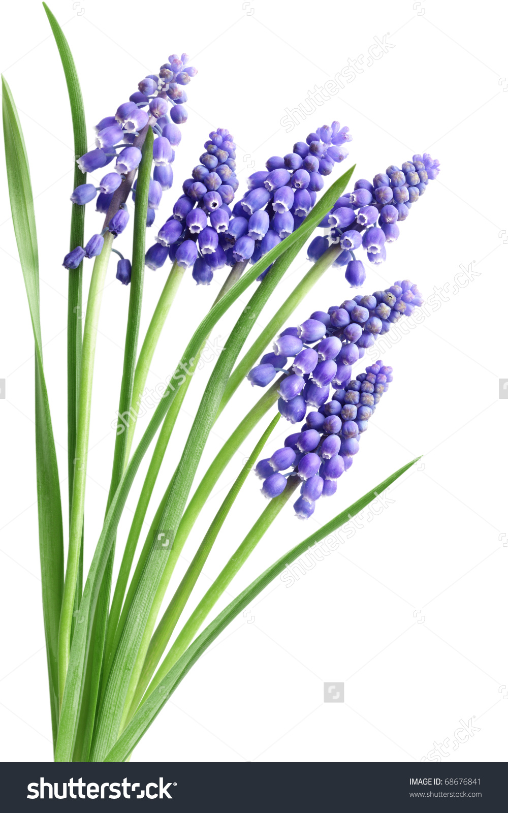 Grape Hyacinth Muscari Flower Early Spring Stock Photo 68676841.