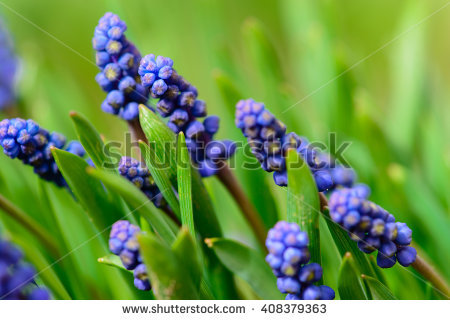 Neglectum Stock Photos, Royalty.