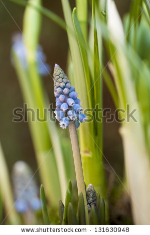 Common Grape Hyacinth Stock Photos, Royalty.