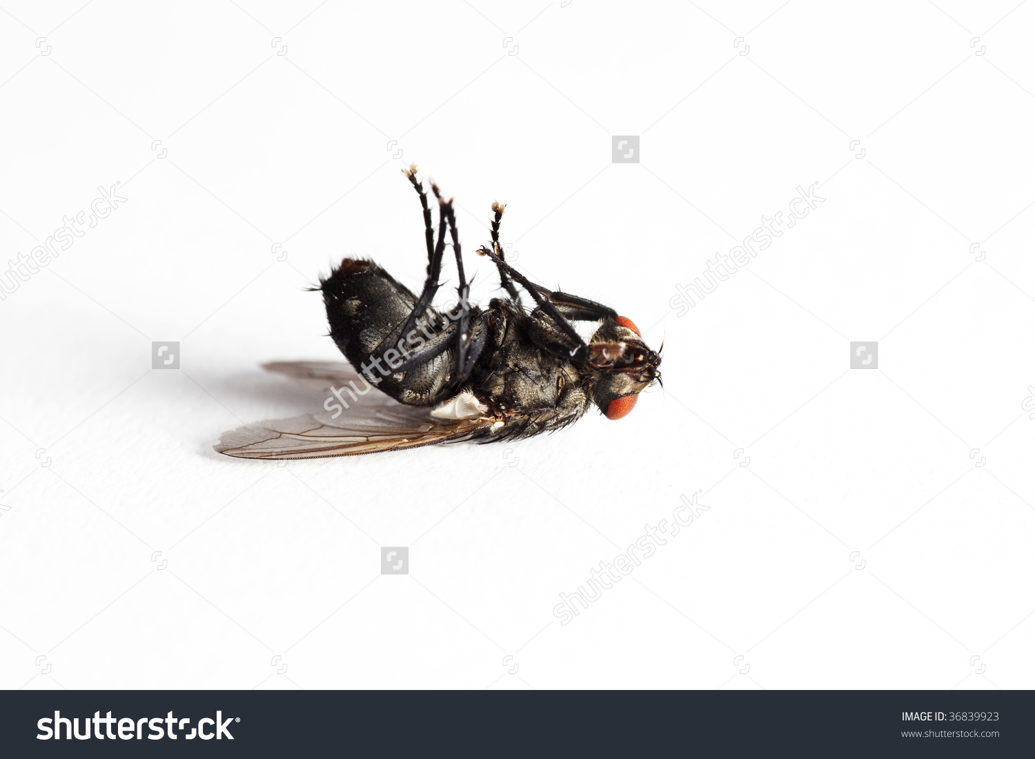 Dead House Fly (Muscidae Domestica), Macro On White Background.