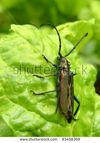 Habitus Stock Photos, Royalty.