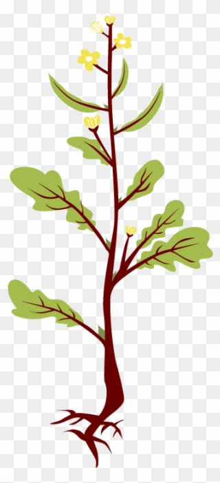 Roots Clipart Mustard Tree.