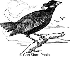 Myna Vector Clipart EPS Images. 14 Myna clip art vector.