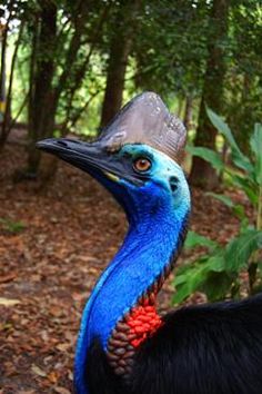 BIRDWATCHING IN TROPICAL NORTH QUEENSLAND.