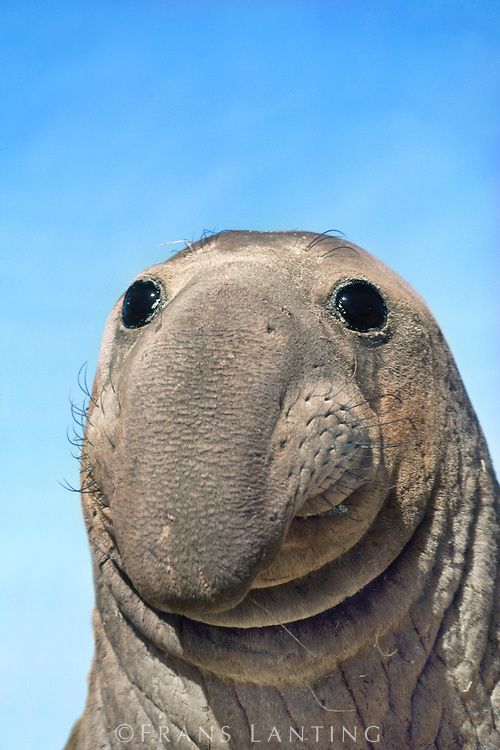 Images: Northern Elephant Seal Female.