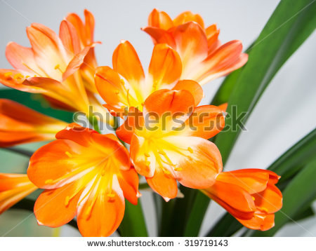 Natal Lily Clivia Miniata Species Flowering Stock Photo 287706947.