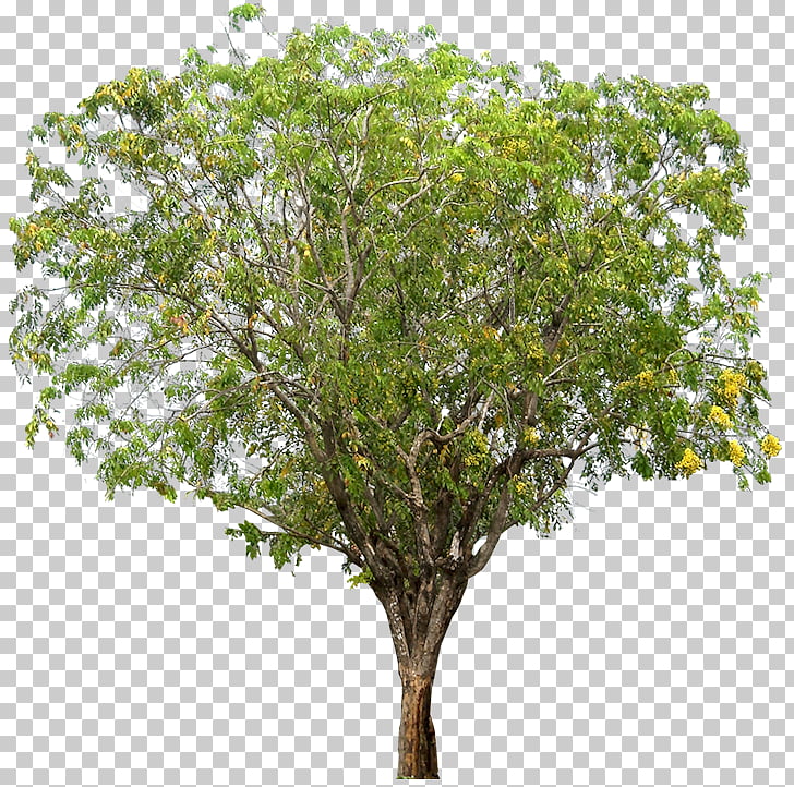 Narra Tree Dalbergieae Woody plant, tamarind PNG clipart.