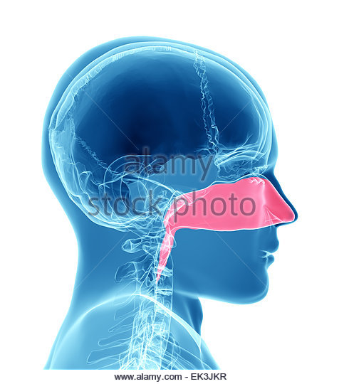 Nasal Cavity Stock Photos & Nasal Cavity Stock Images.