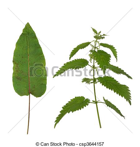 Picture of Dock Leaf and Stinging Nettle.