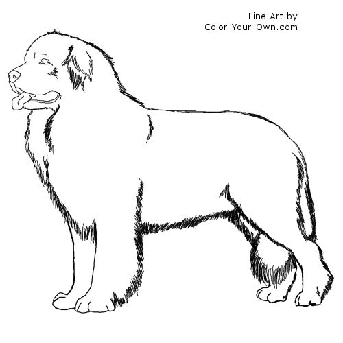 Newfoundland Dog Coloring Page.