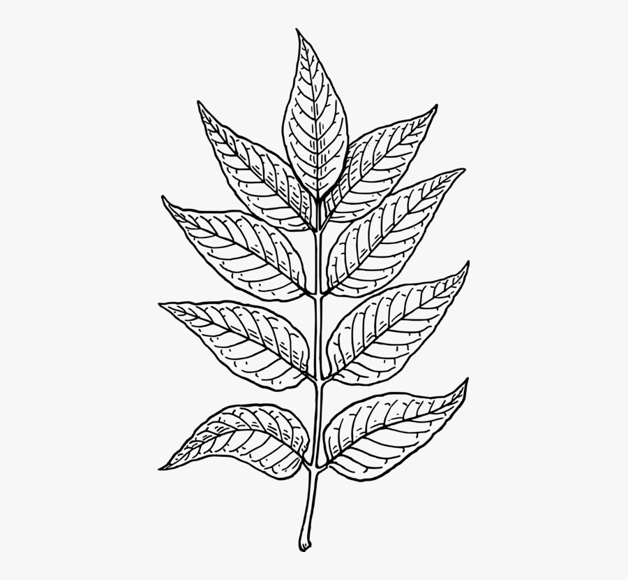 Line Art,plant,flora.