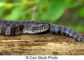 Stock Photo of Northern Water Snake (nerodia sipedon) sunning.