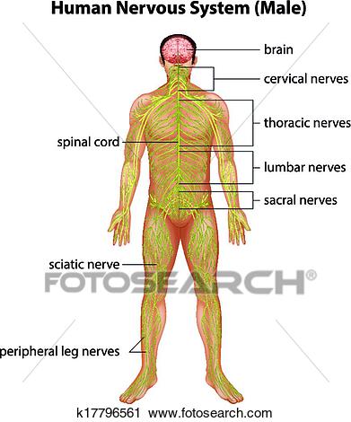 Human nervous system Clipart.