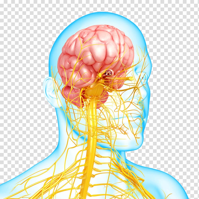 Nervous system disease Mental disorder Autonomic nervous.