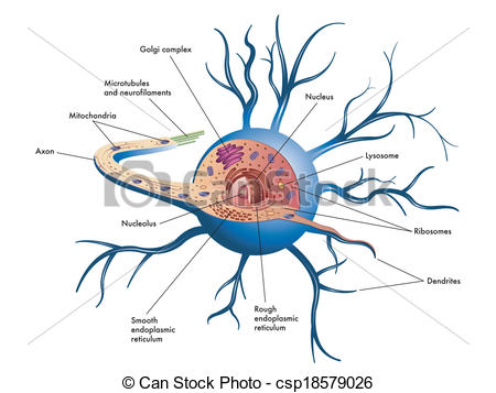 Nerve Clip Art and Stock Illustrations. 8,595 Nerve EPS.