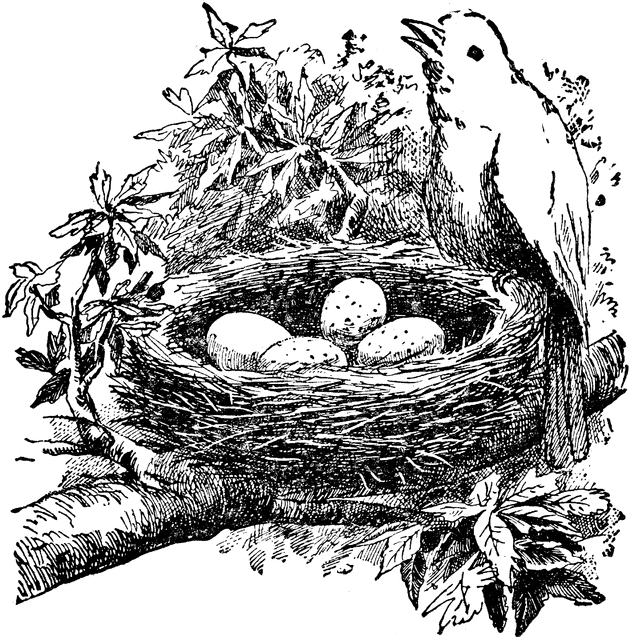 clip art birds nest.