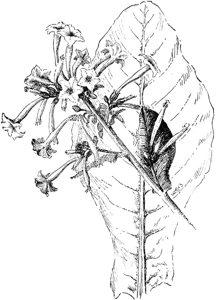 Nicotiana Sylvestris.