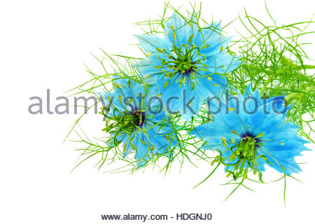 Nigella Damascena Purple Blue Flower Stock Photo, Royalty Free.