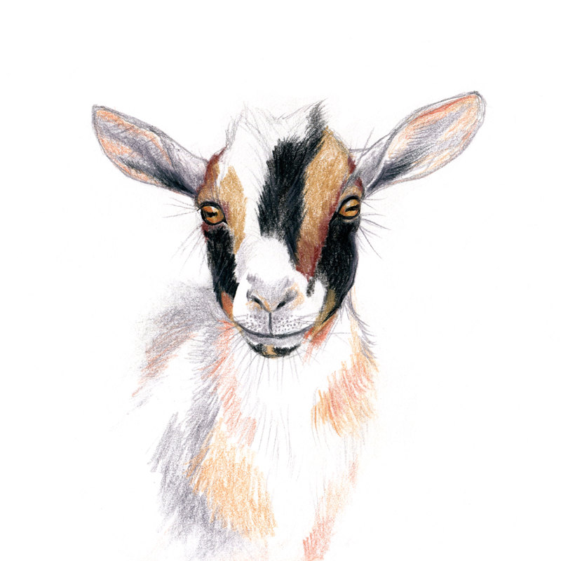 Nigerian dwarf goat.